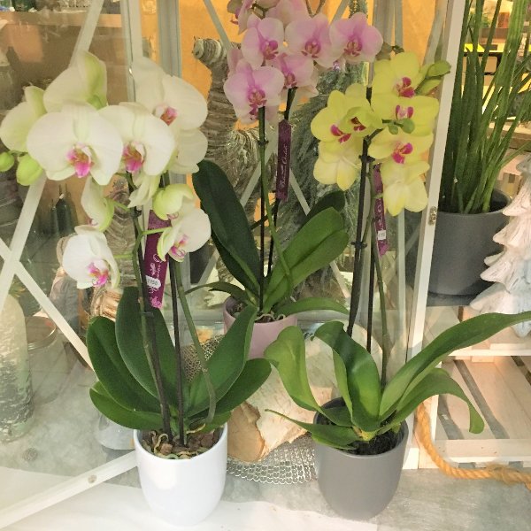 Orchidee Bild 1